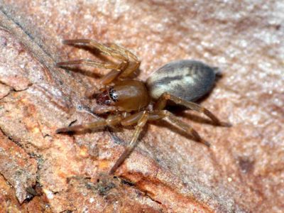 Clubionidae Clubiona