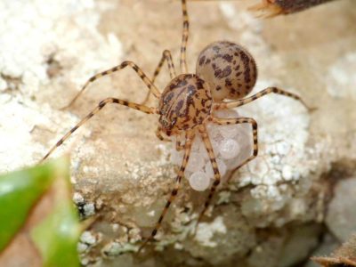 Scytodidae Scytodes thoracica