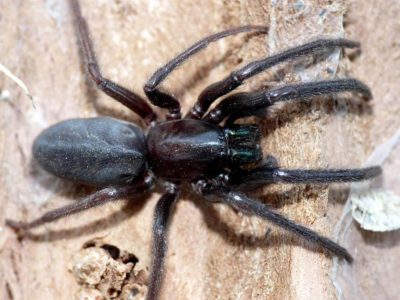 Segestriidae Segestria florentina