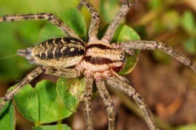 Agelenidae Agelena labyrinthica