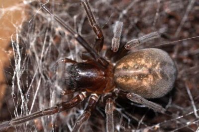 Amaurobiidae Amaurobius ferox