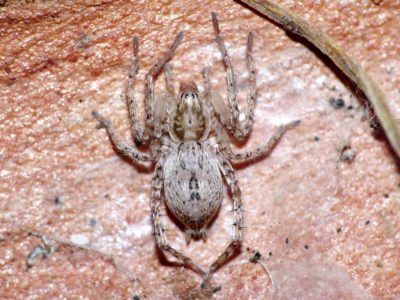 Anyphaenidae Anyphaena