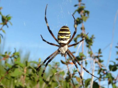 Araneidae Argiope bruennichi