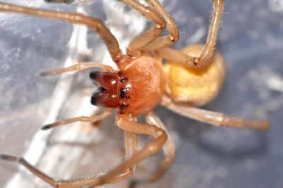 Cheiracanthiidae Cheiracanthium punctorium