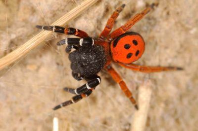 Eresidae Eresus moravicus