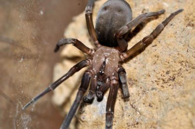 Filistatidae Filistata insidiatrix