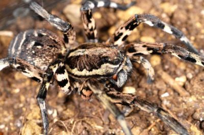 Lycosidae Lycosa tarantula