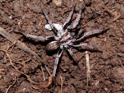 Nemesiidae Brachythele