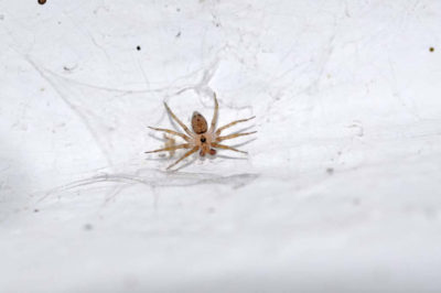 Oecobiidae Oecobius navus