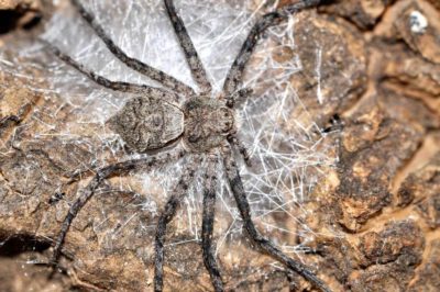 Philodromidae Philodromus margaritatus.