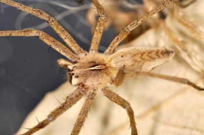 Pisauridae Pisaura mirabilis