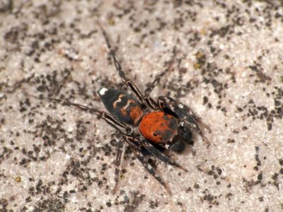 Salticidae Cyrba algerina maschio