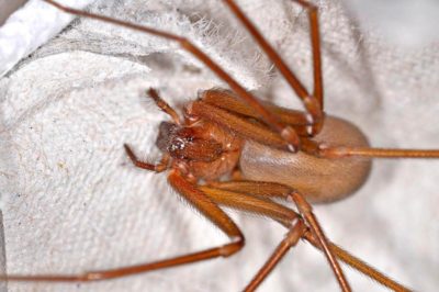 Sicariidae Loxosceles rufescens ragno violino