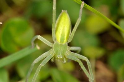 Sparassidae Micrommata virescens