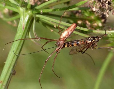 Tetragnathidae Tetragnatha