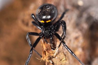 Theridiidae Steatoda paykulliana