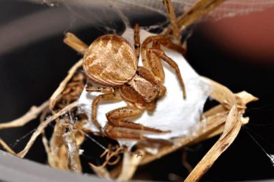 Thomisidae Xysticus kochi