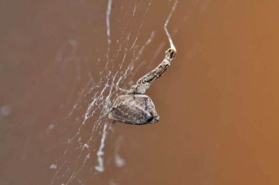 Uloboridae Uloborus plumipes