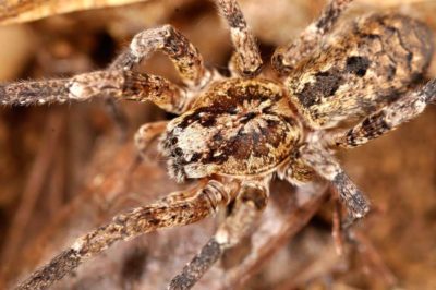 Zoropsidae Zoropsis spinimana