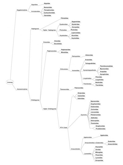 Albero filogenetico ragni famiglie italiane