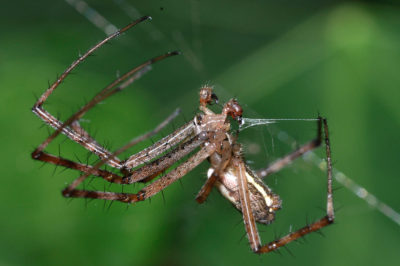 Maschio adulto con emboli e spermweb