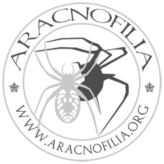 Logo dell'Associazione italiana di aracnologia