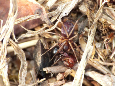 Zodarion con colorazione simile alle formiche che caccia