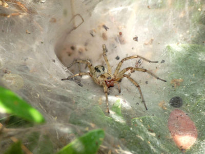 Agelena labyrinthica nei giardini