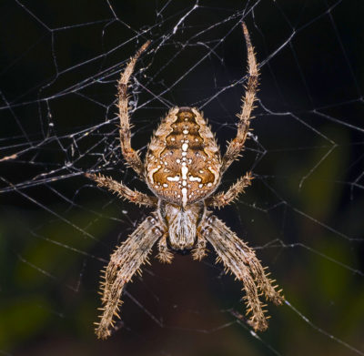 Araneus diadematus uno dei ragni più comuni nei giardini