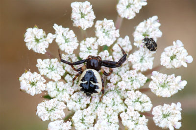 Synema globosum ragno napoleone