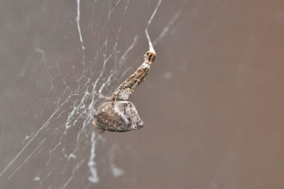 Uloborus plumipes un ragno senza veleno