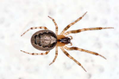 Zygiella x-notata tipico ragno dei giardini