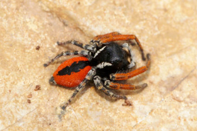 Philaeus chrysops un Salticidae comune anche nei giardini