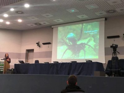 il-fascino-nascosto-ragni-pisa