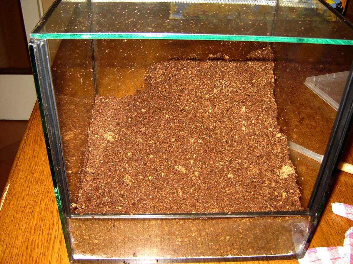 Terrario semplice con solo torba