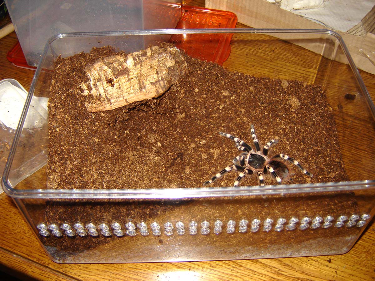 Contenitore alimentare adattato per migali terricole come Acanthoscurria geniculata