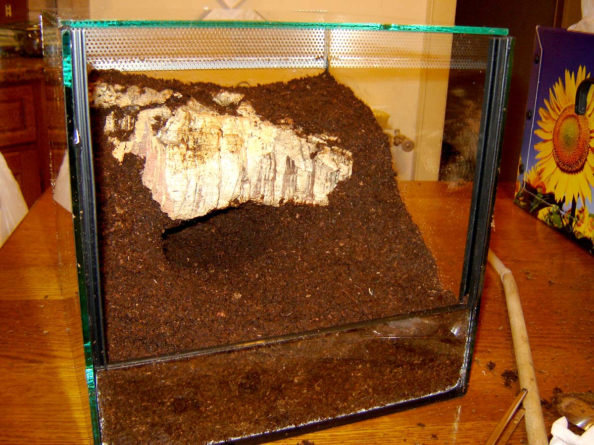 Terrario semplice con solo torba e sughero