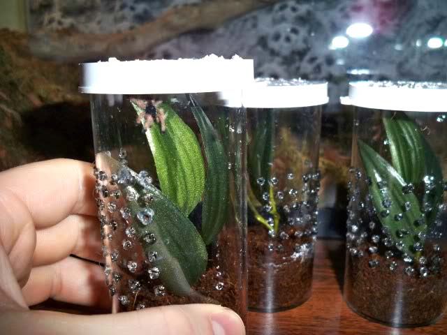 Contenitore adattato per migali arboricole