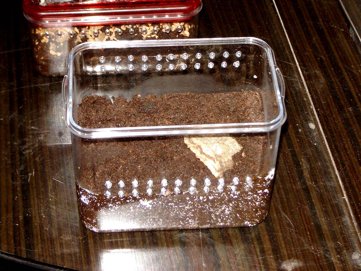 Contenitore alimentare adattato per migali fossorie