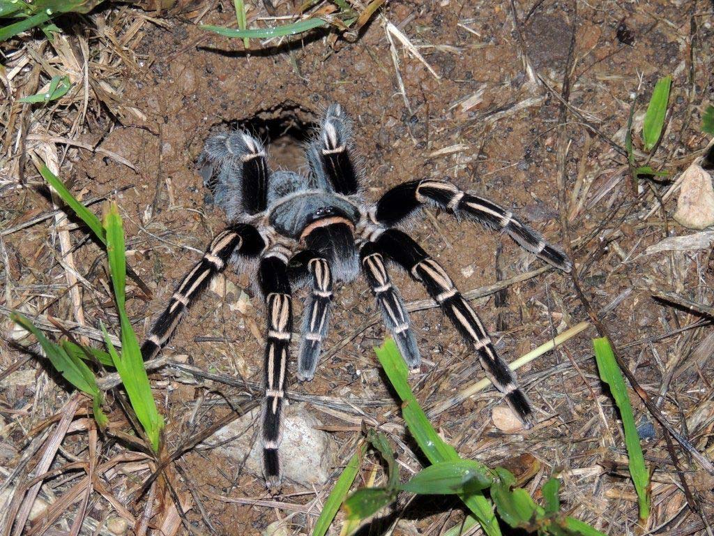Aphonopelma seemanni nella tana