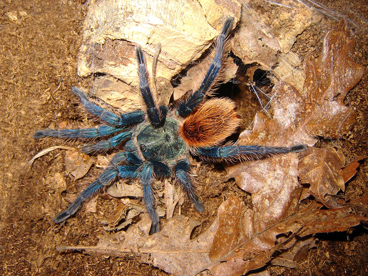 una Chromatopelma cyaneopubescens