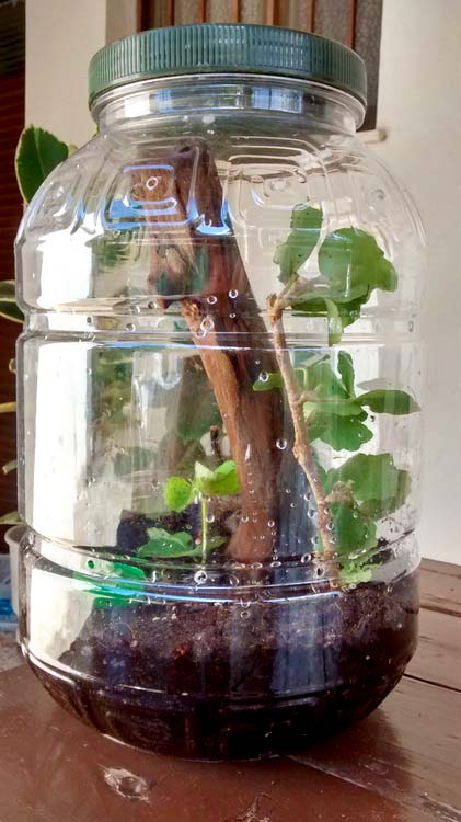 Contenitore cilindrico adattato per migali arboricole