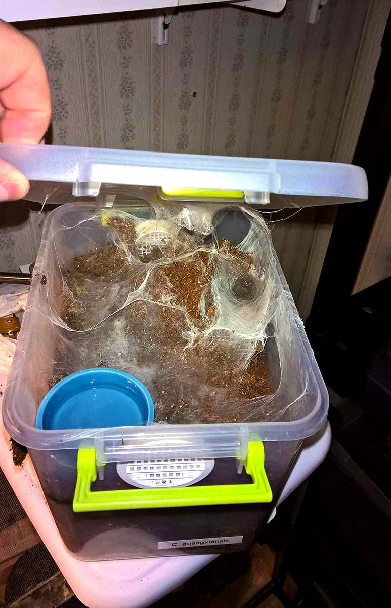 Contenitore alimentare adattato per migali terricole