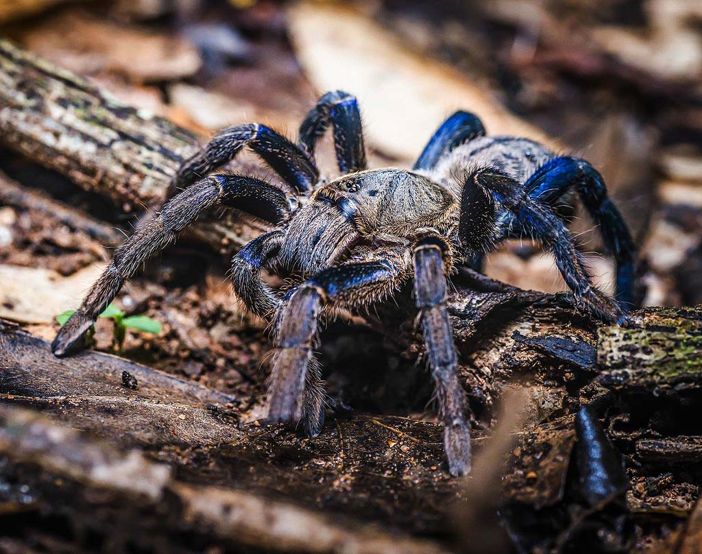 Giovane Cyriopagopus lividus