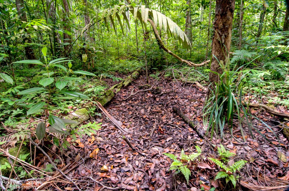 Biotopo di Theraphosa