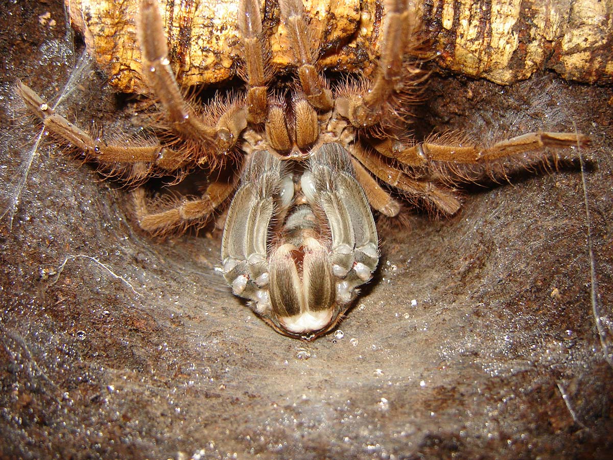 Theraphosa blondi durante una muta