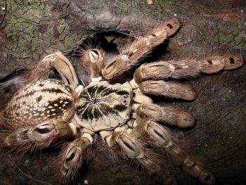 Heteroscodra maculata fuori dalla tana