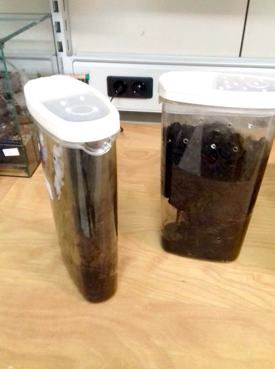 Contenitori adattati per migali fossorie