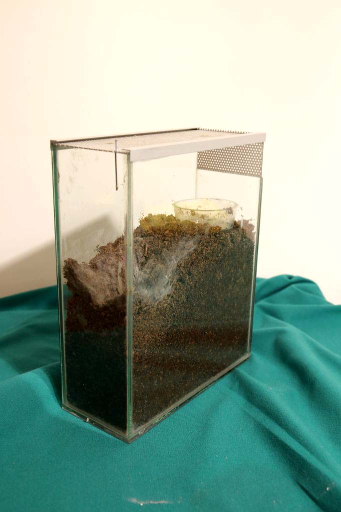 Terrario in vetro per migali fossorie con torba