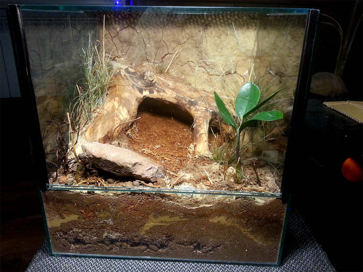 Terrario avanzato con riparo e addobbi